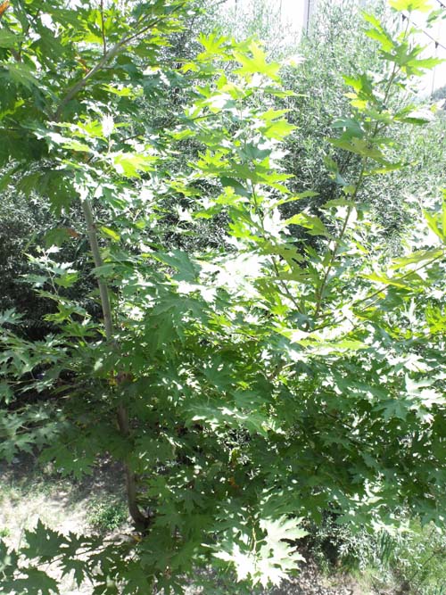 Di che albero si tratta?